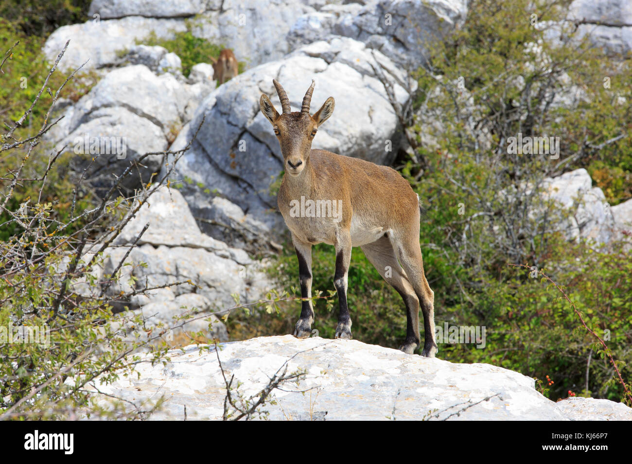 Der spanische Ibex (Iberischen wilde Ziege) im El Torcal de Antequera Naturschutzgebiet südlich der Stadt Antequera, Spanien Stockfoto