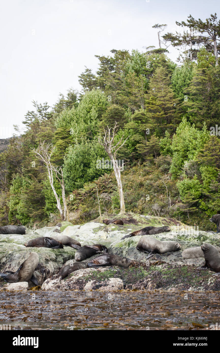 Caleta Wulaia, baie de Wulaia, Chile Stockfoto