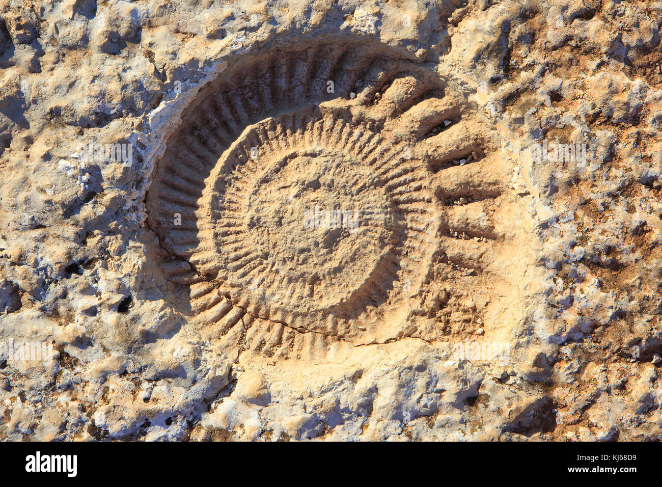 Nahaufnahme von einem versteinerten Ammoniten aus der Jurrasic Ära bei El Torcal de Antequera Nature Reserve, gelegen im Süden der Stadt Antequera, Spanien Stockfoto