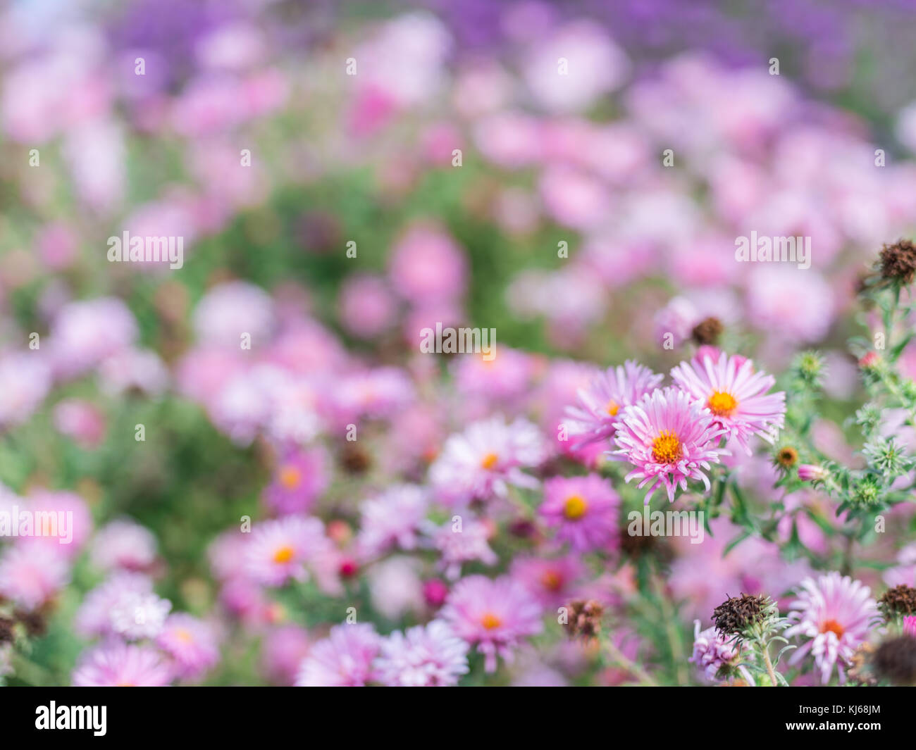 Kleine violette Astern im Garten. Konzentrieren Sie sich auf den Vordergrund. Stockfoto