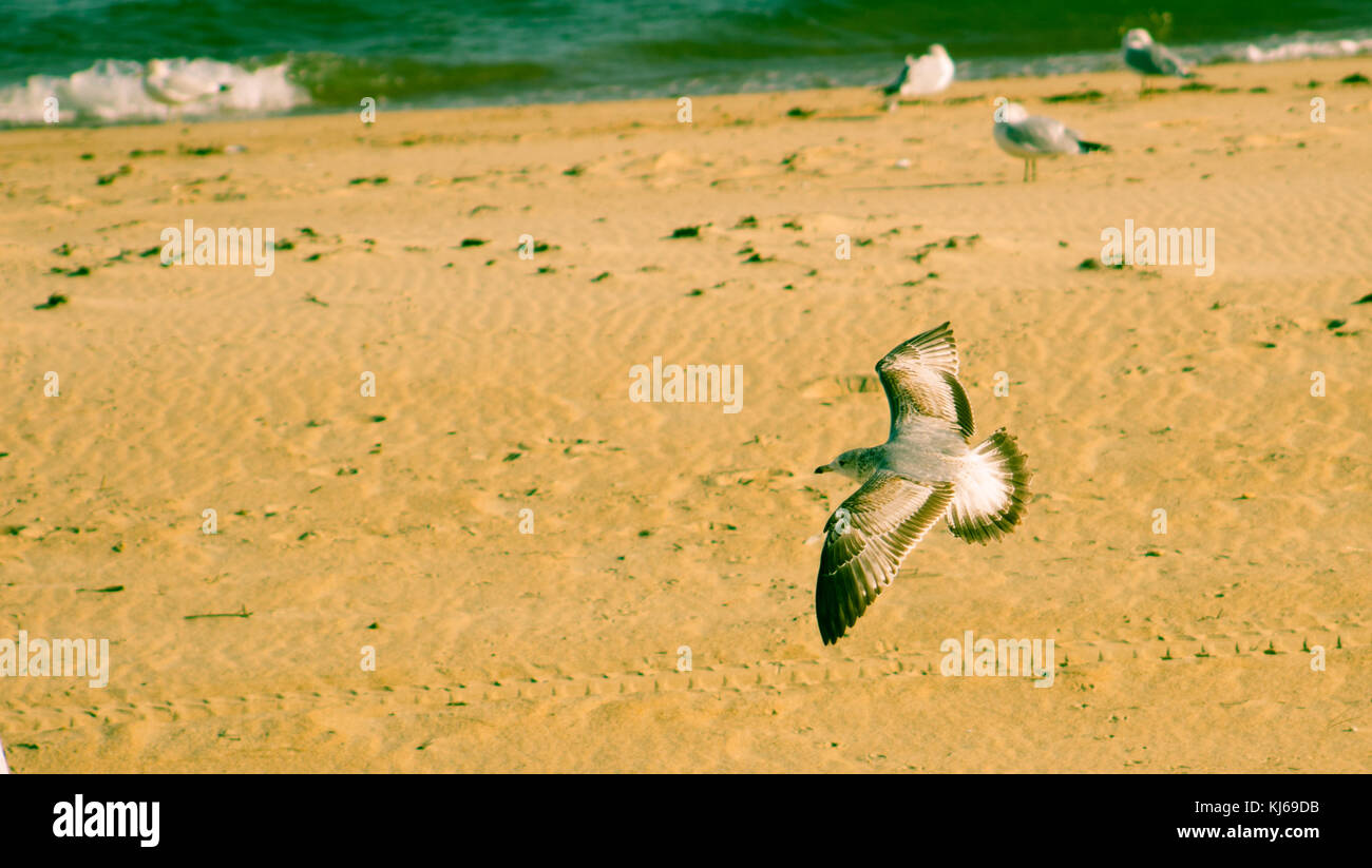 Makellose Vogel Stockfoto