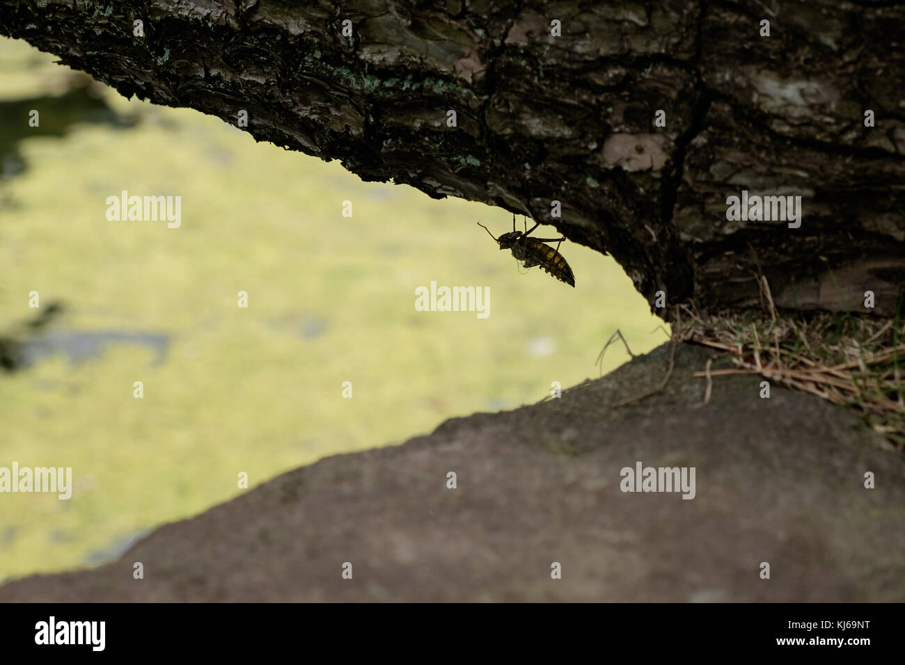 Cidacadidae Insekt auf einem Baum von japan. Stockfoto