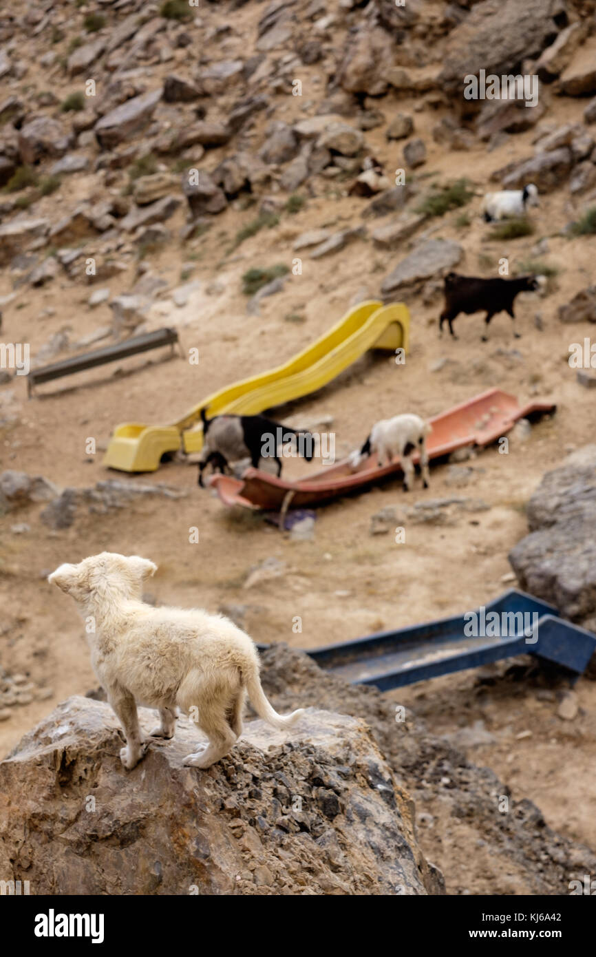 Junger Hund in der Nähe von Arad, Israel, sieht nach einigen Ziegen, dass Essen. Beduinen muss eine enge Verbindung zur Natur und Tiere haben um zu überleben. Stockfoto