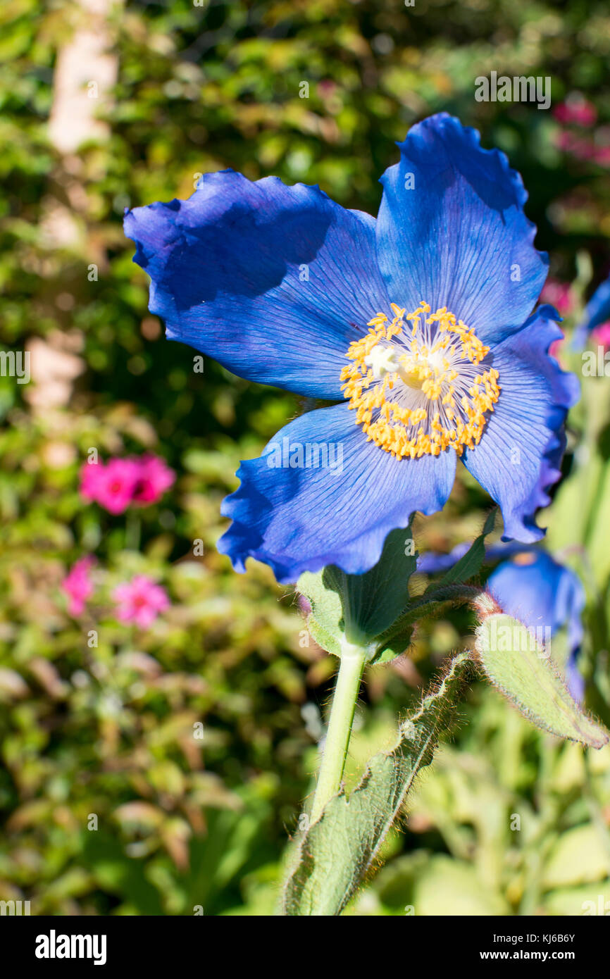 Himalaya blue poppy Stockfoto
