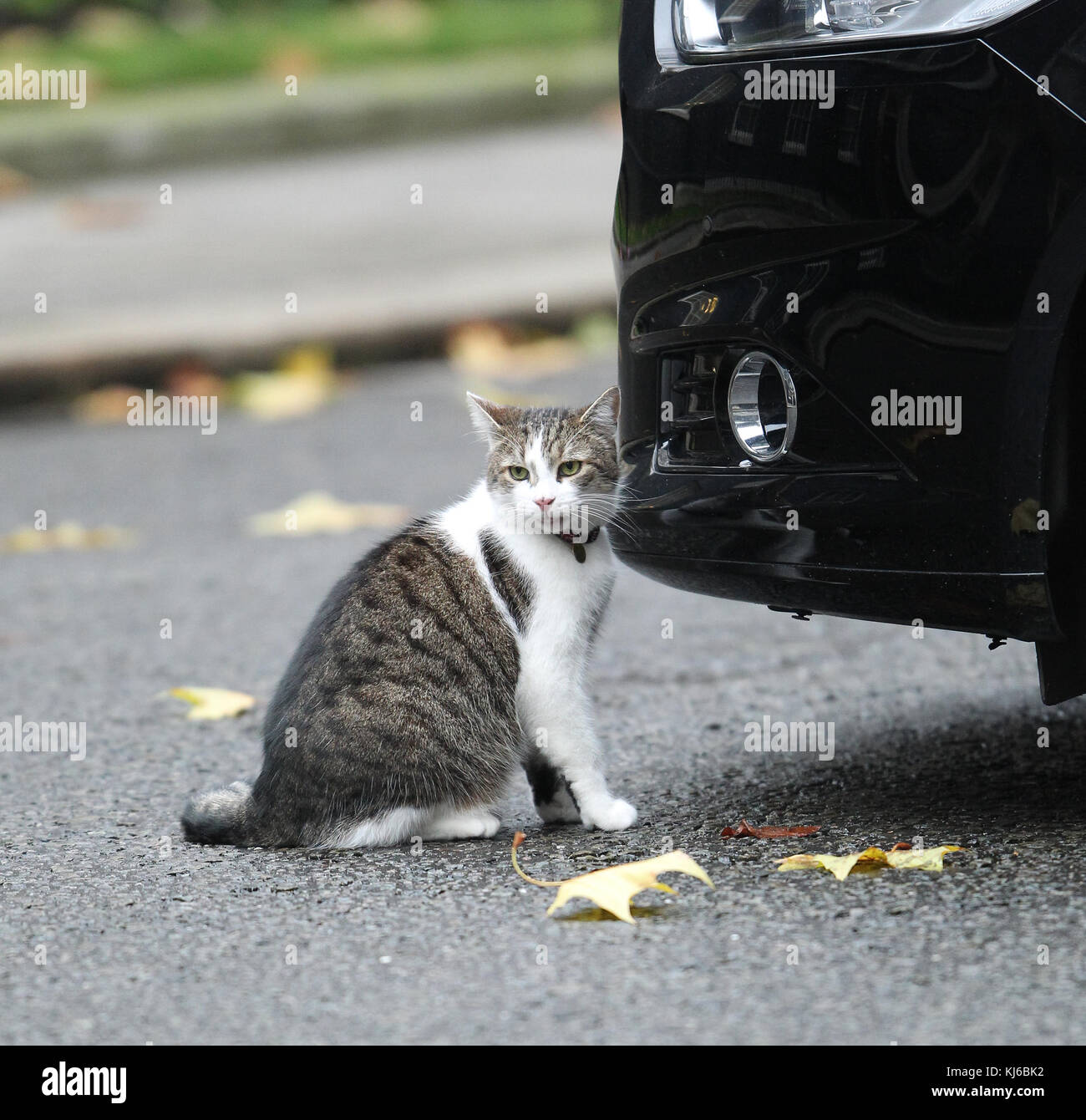 London, Großbritannien. 21. November 2017. Larry der Downing Street cat und Chief mouser des Cabinet Office in der Downing Street in London gesehen Stockfoto