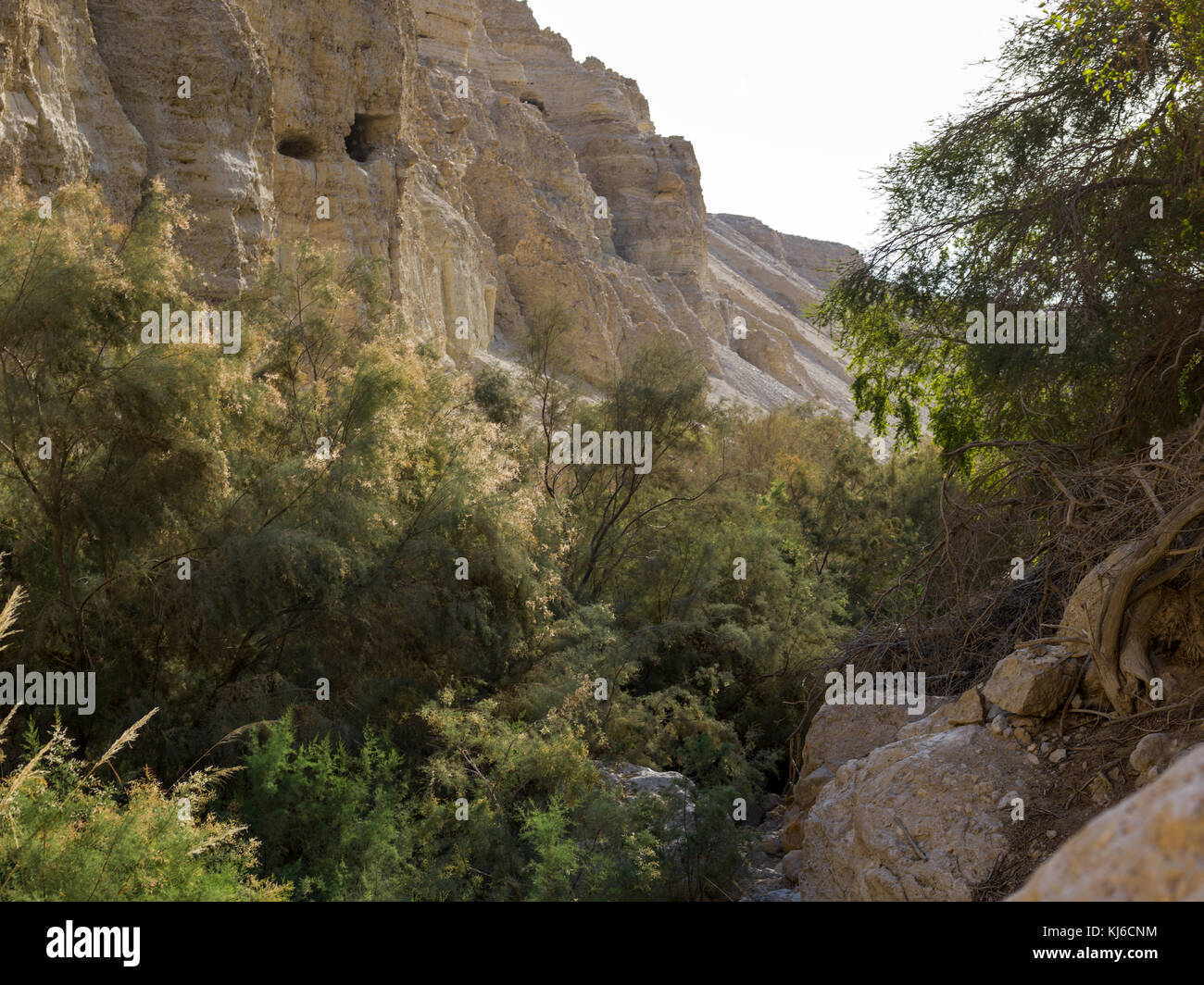 Pflanzen wachsen auf Rock, En Gedi Naturreservat, die judäische Wüste, Totes Meer, Israel Stockfoto