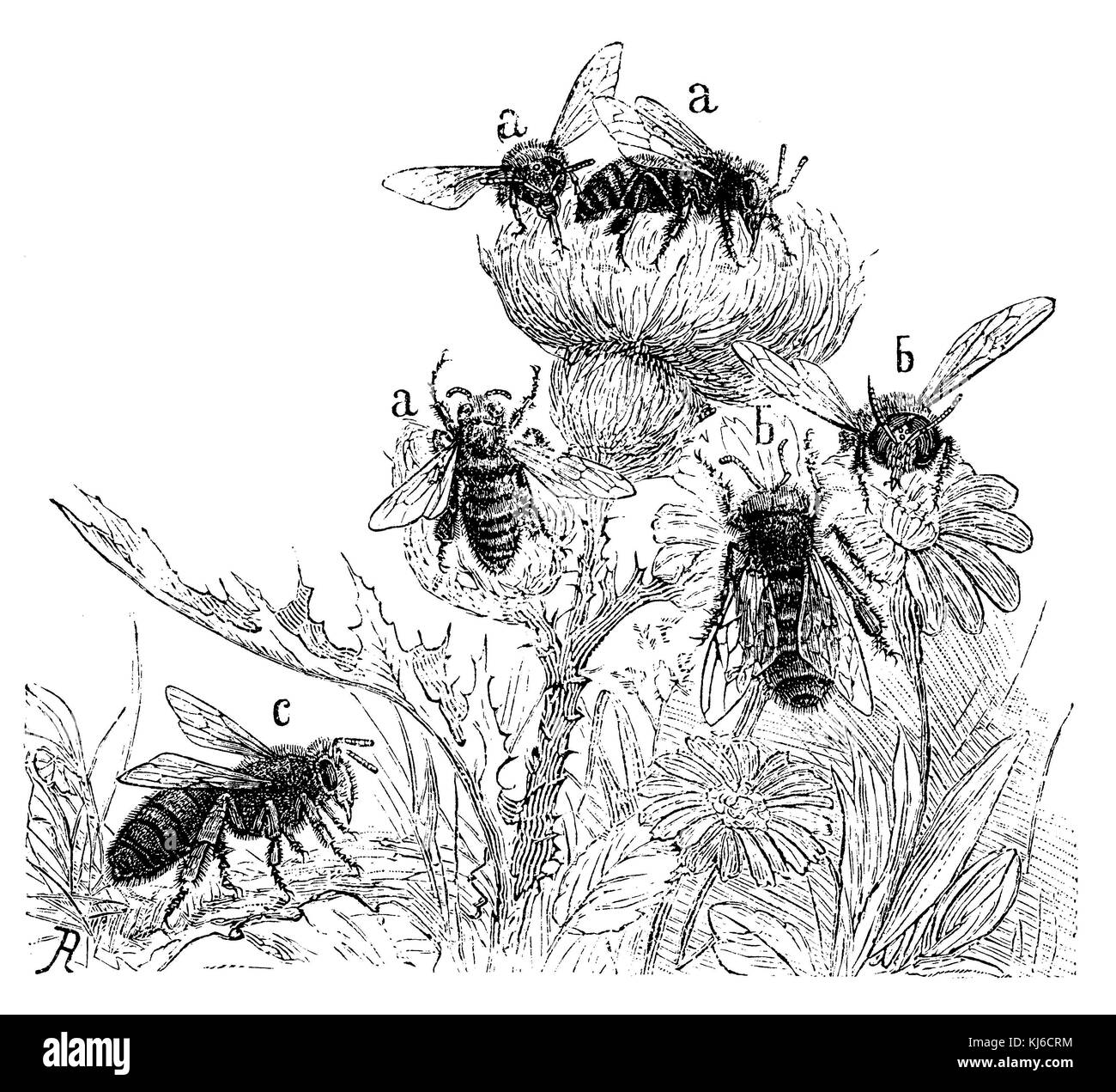Arbeitnehmer (a), (b) die Drohnen, die Königin (c): Honey Bee (honigbiene: Arbeiterinnen (a), (b) Drohnen, Königin (c)) Stockfoto