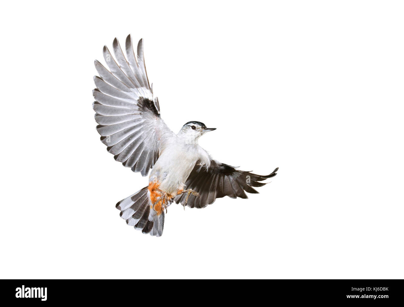 White-breasted Kleiber (Sitta carolinensis) fliegen, auf weißem Hintergrund. Stockfoto