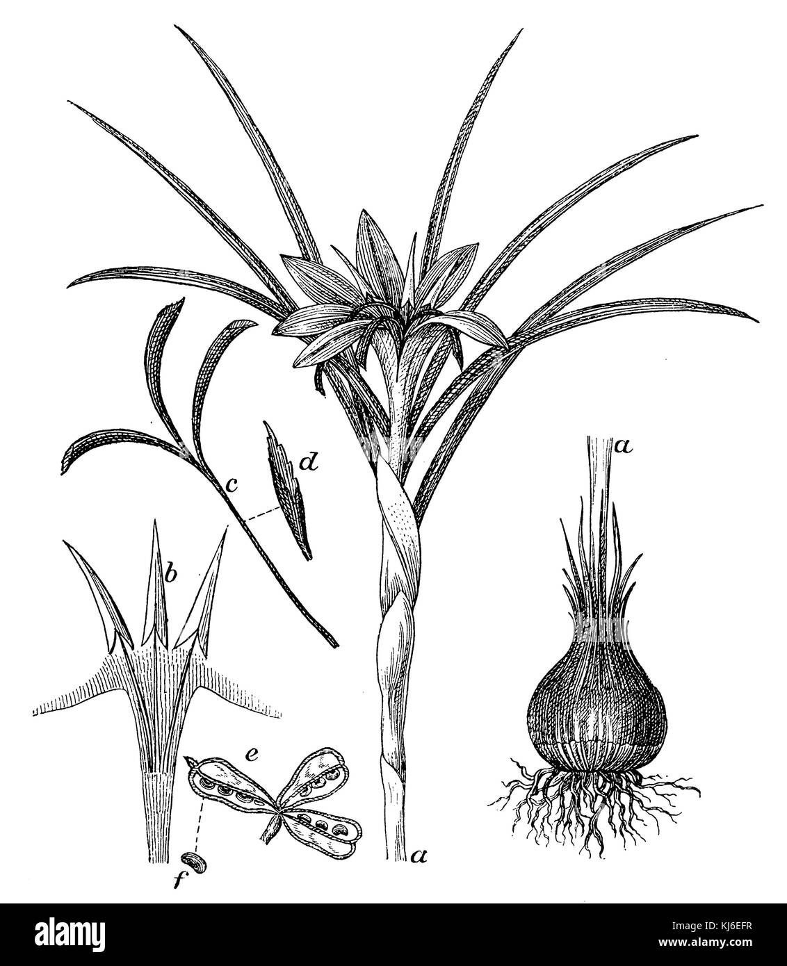 Safran (Crocus sativus Safran <> eine Pflanze mit Zwiebel und Kinder Staubgefäße, b, c und d Narben, e Frucht, f) Stockfoto