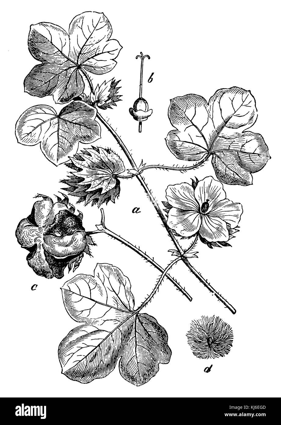 Baumwolle (Gossypium herbaceum Baumwolle < > ein blütenzweig, b Stempel mit dem fruchtknoten, c aufgesprungene kapselfrucht, d identisch mit Haaren) Stockfoto