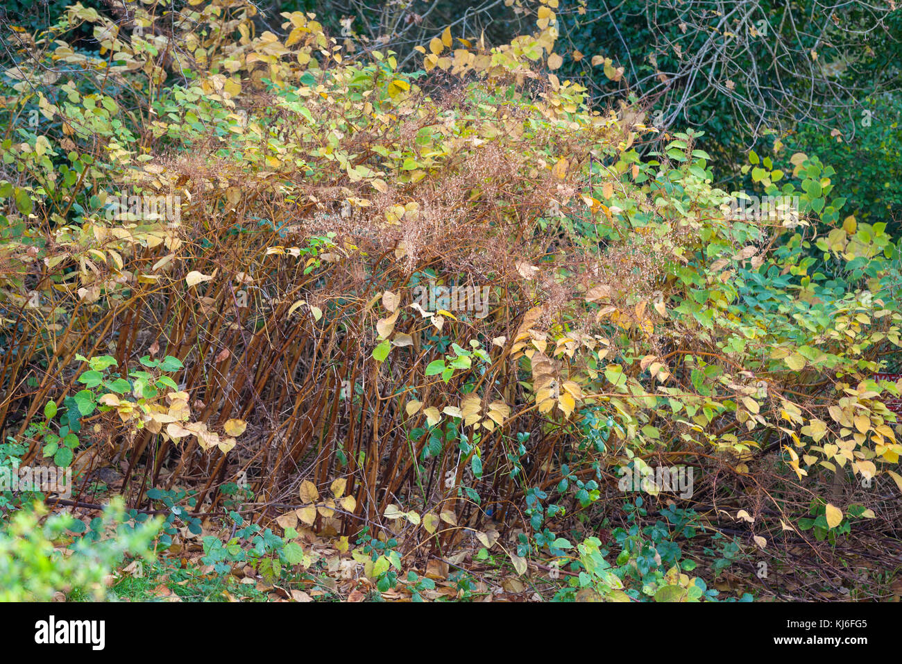 Japanischer Knöterich, Fallopia japonica wild wachsenden, unten sterben für Winter, Hastings, Großbritannien Stockfoto