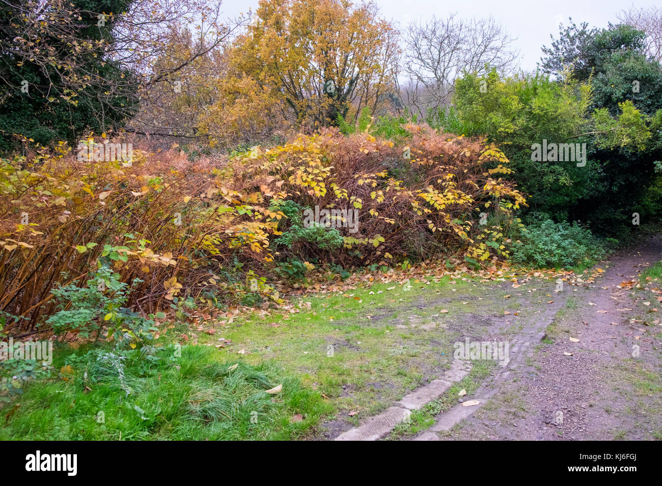 Japanischer Knöterich, Fallopia japonica wild wachsenden, unten sterben für Winter, Großbritannien Stockfoto