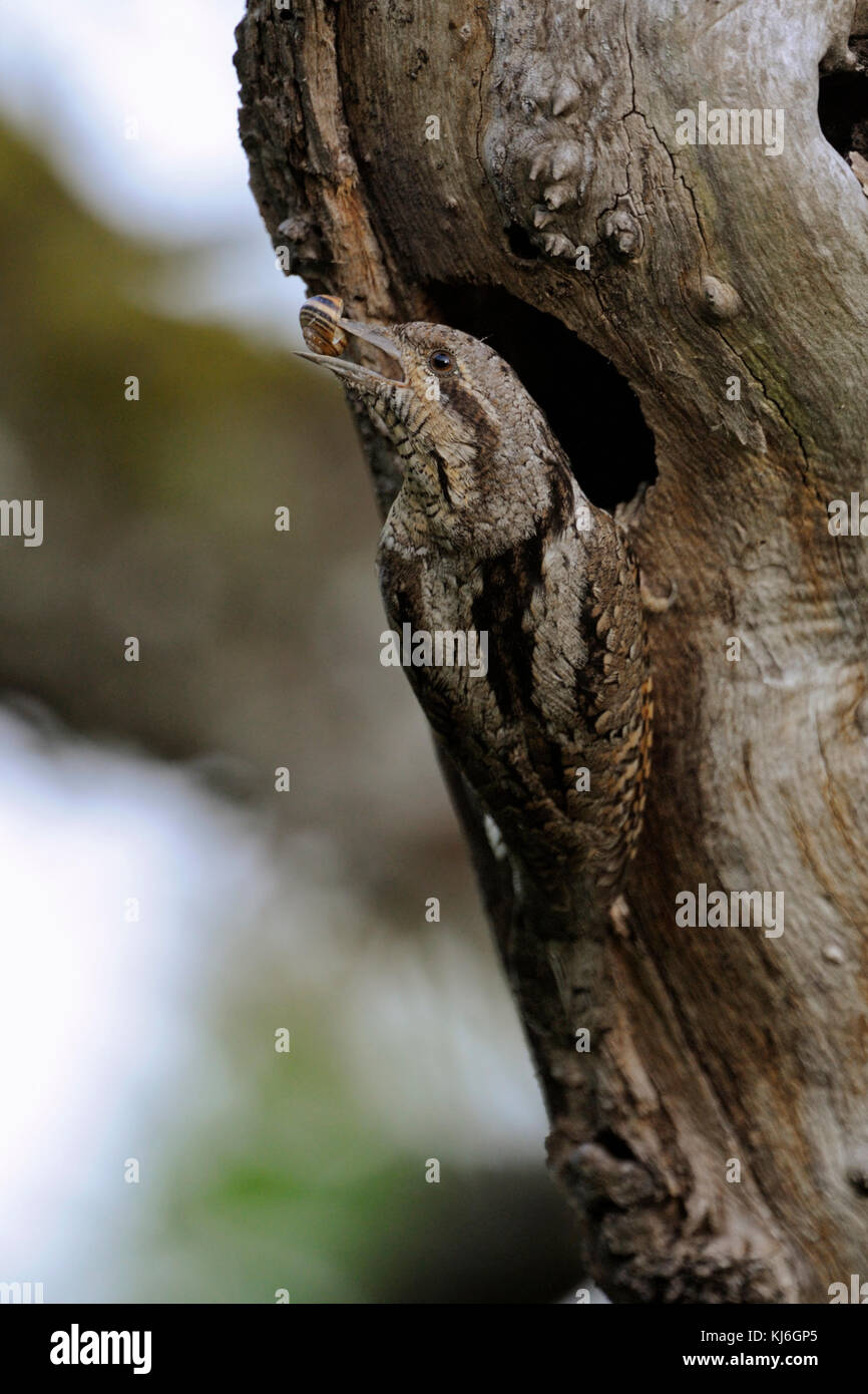 Eurasischen Wendehals (Jynx torquilla) vor seinem Nest Loch gehockt, tragen, halten ein Schneckenhaus im Schnabel, typische Verschachtelung verhalten, Europa. Stockfoto