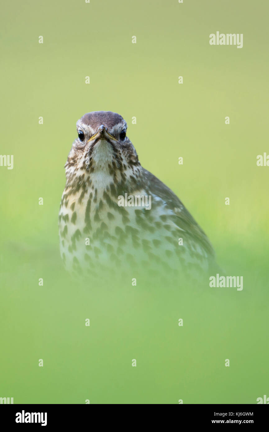 Singdrossel / Singdrossel (Turdus philomelos) Erwachsene in der Zucht Kleid, auf dem Boden sitzend, im Gras, geringe Sicht, Blickkontakt, lustige Blicke, Stockfoto