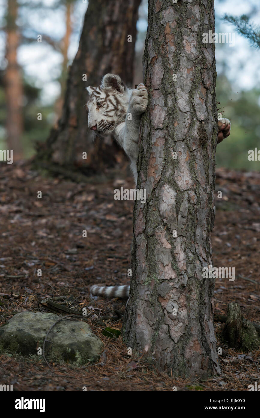 Bengaler Tiger ( Panthera tigris ), weißes, junges, verspieltes Tier, heranwachsen, auf Hinterbeinen hinter einem Baum stehend, mit seinen Pfoten am Baum festhaltend. Stockfoto