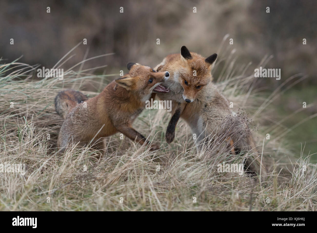 Red Foxes (Vulpes vulpes), zwei Erwachsene in aggressiven kämpfen, kämpfen, Beißen, territoriale Verhalten, Paarungszeit, Wildlife, Europa. Stockfoto