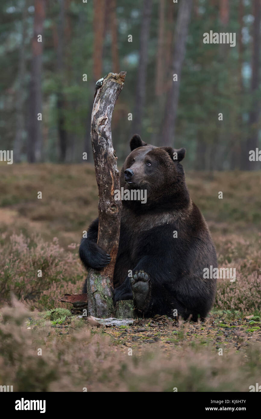 Braunbär ( Ursus arctos ), auf dem Rücken auf einer breiten Lichtung hinter einem Baum sitzend, den Stamm mit seiner Pfote haltend, sieht so niedlich und lustig aus, Europa. Stockfoto