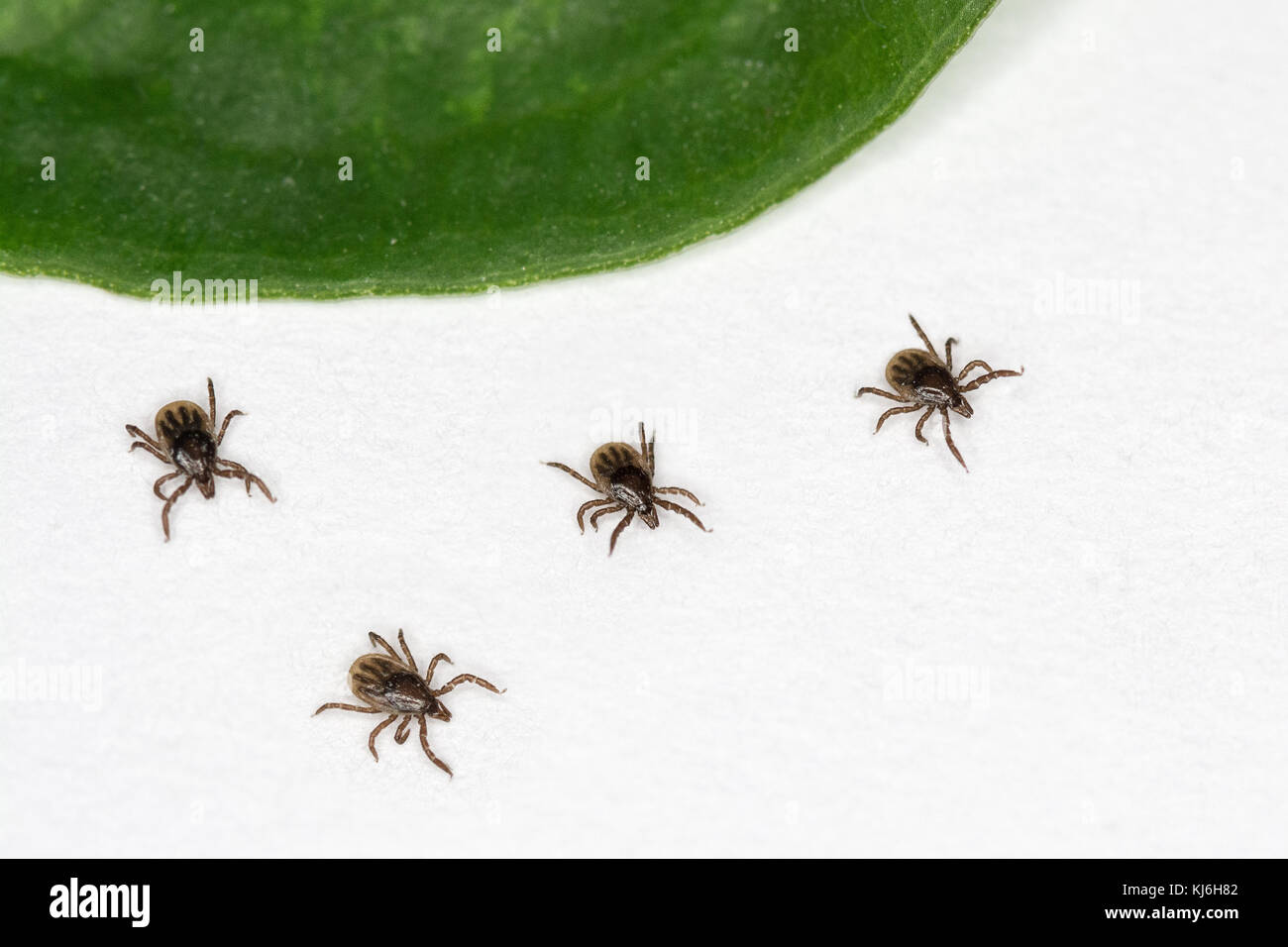 Vier Zecken sind aus grünes Blatt. Gefährliche parasities und Träger von Infektion. Stockfoto