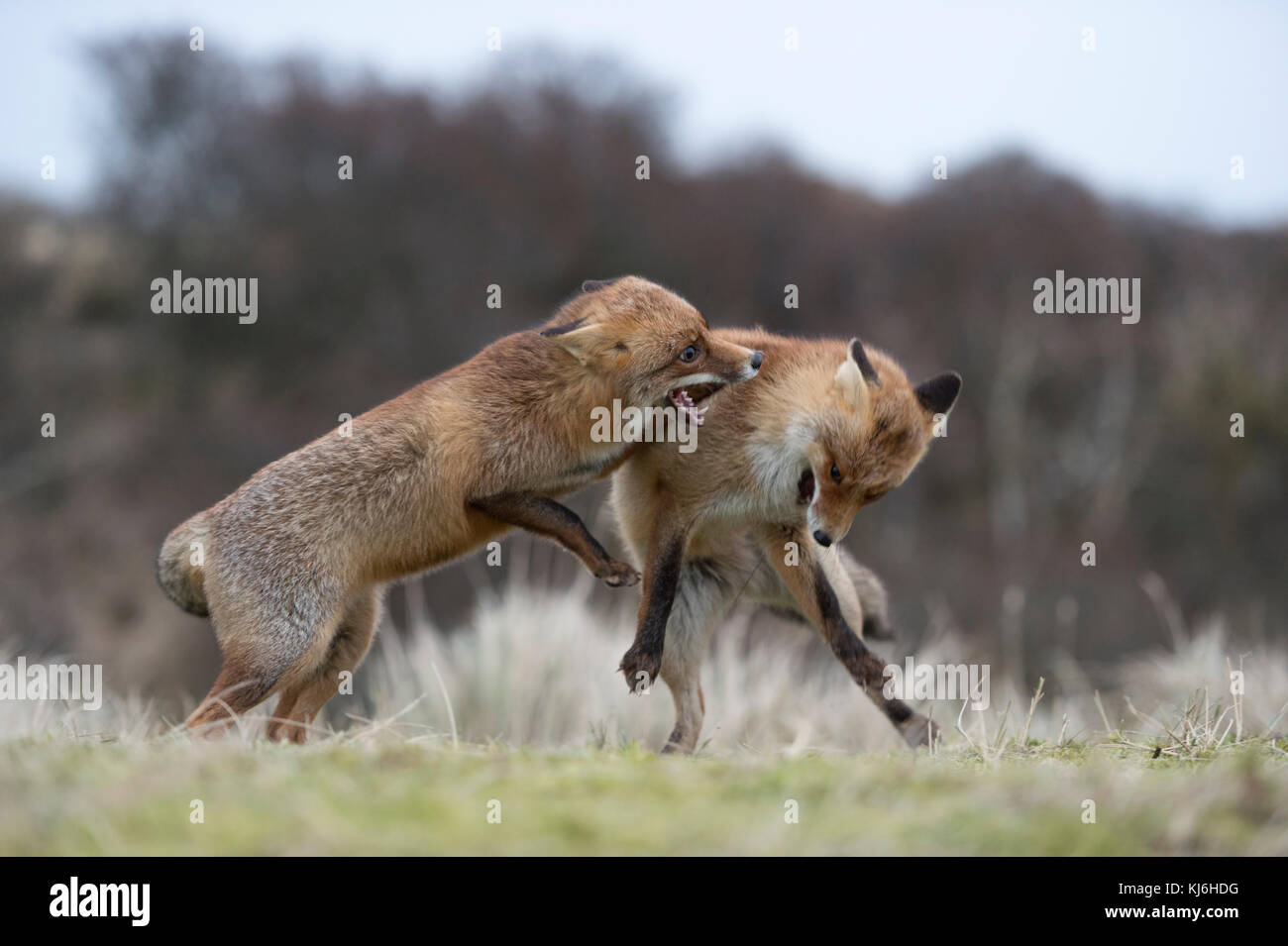 Red Foxes (Vulpes vulpes), zwei Erwachsene in aggressiven kämpfen, kämpfen, Beißen, territoriale Verhalten, hirschbrunft, Wildlife, Europa. Stockfoto