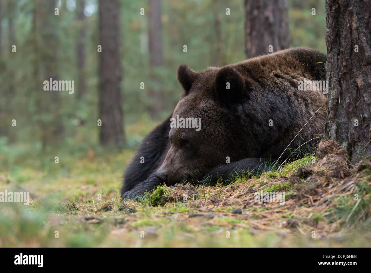 Braunbär ( Ursus arctos ), junger Erwachsener, liegend, ruhend, schlafend über Tag im Unterholz, Sträucher eines herbstlichen borealen Waldes, Europa. Stockfoto