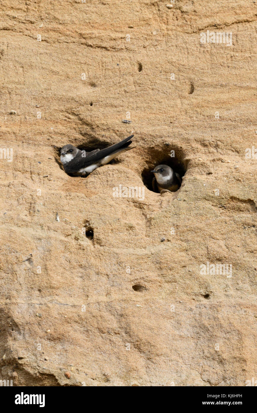 Sand Martin/Bank Schwalben/Uferschwalben (Riparia riparia) Kolonie, an Thier nest Löcher in die Steigung einer Sandgrube, Wildlife, Europa thront. Stockfoto
