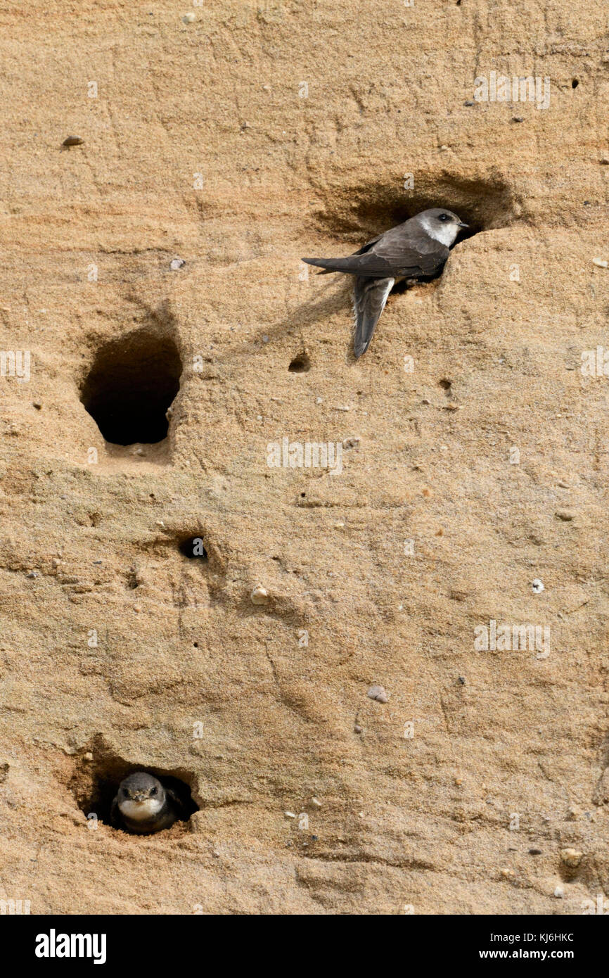 Sand Martin/Bank Schwalben/Uferschwalben (Riparia riparia) Kolonie, an Thier nest Löcher in die Steigung einer Sandgrube, Wildlife, Europa thront. Stockfoto