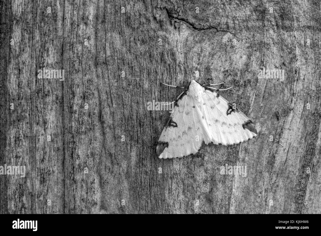 Opisthograptis luteolata Schwefel Motte; Single auf Holz Cornwall, UK Stockfoto