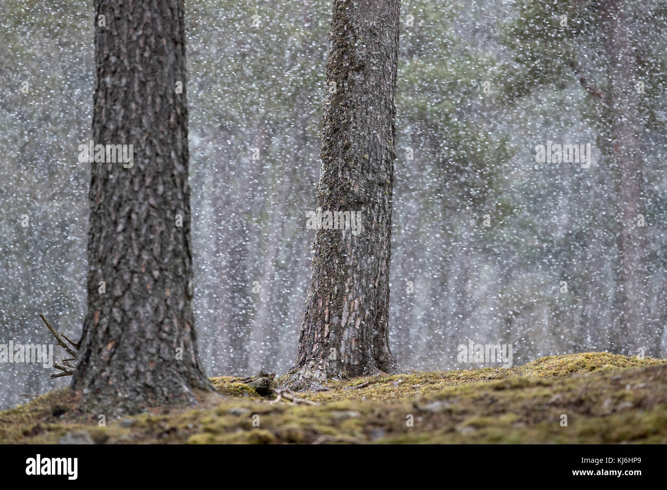 Kaledonischer Kiefernwald im Schnee; Schottland; Großbritannien Stockfoto