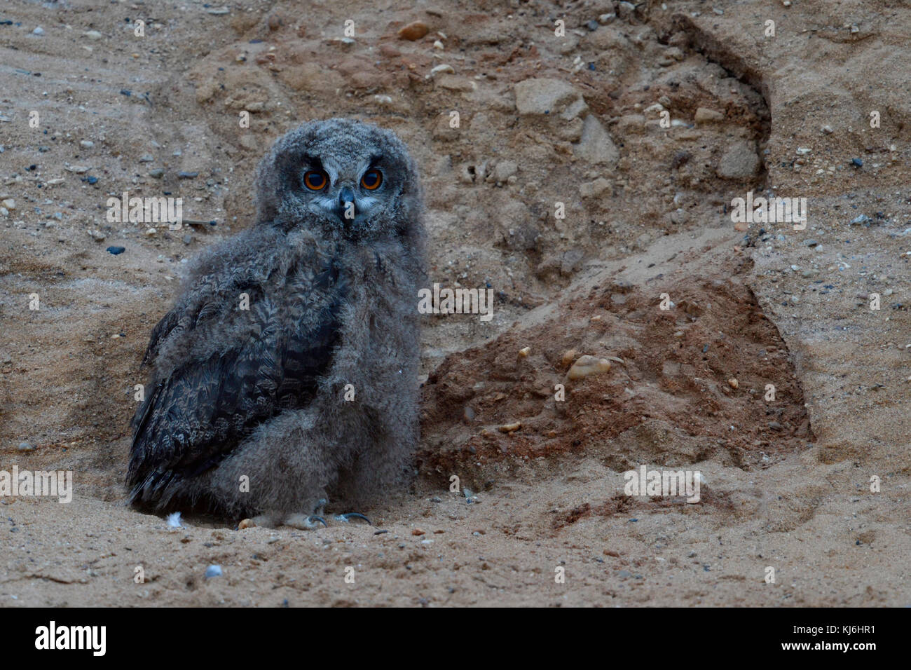 Uhu/europäischer Uhu (Bubo bubo), junges Küken, Owlet im Sandkasten, in der Dämmerung, Wildlife, Europa. Stockfoto