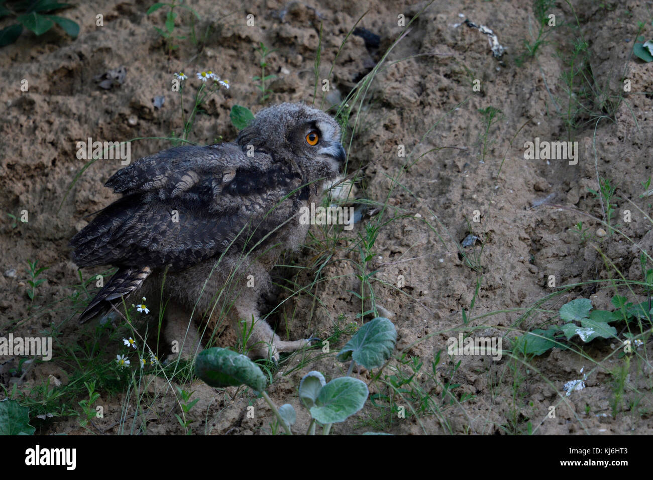 Uhu (Bubo bubo), Küken, in der die Mauer von einem Sandkasten in der Dämmerung, in der Nacht, am späten Abend, Dämmerung, Wildlife, Europa. Stockfoto