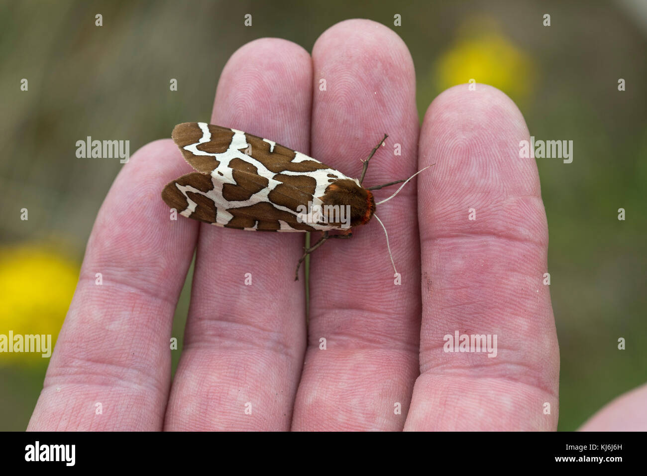 Garden Tiger Moth; Arctia caja Single auf Hand Cornwall; Großbritannien Stockfoto