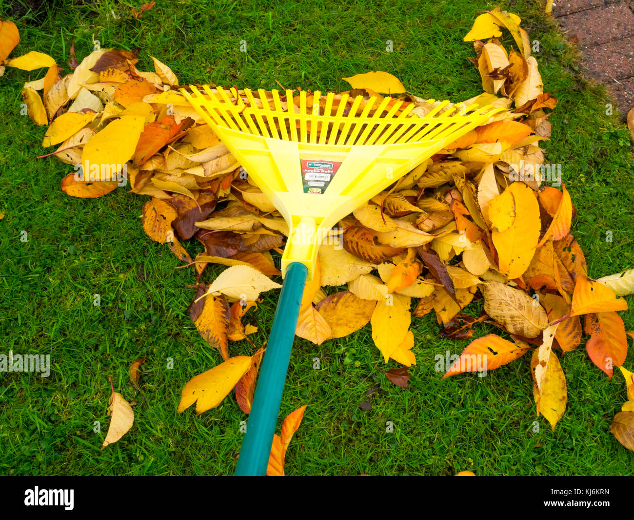 Herbst Chore für Gärtner, Harken fallende Blätter, die in Tüten, die Blattform eine nützliche Garten Dünger werden können Stockfoto