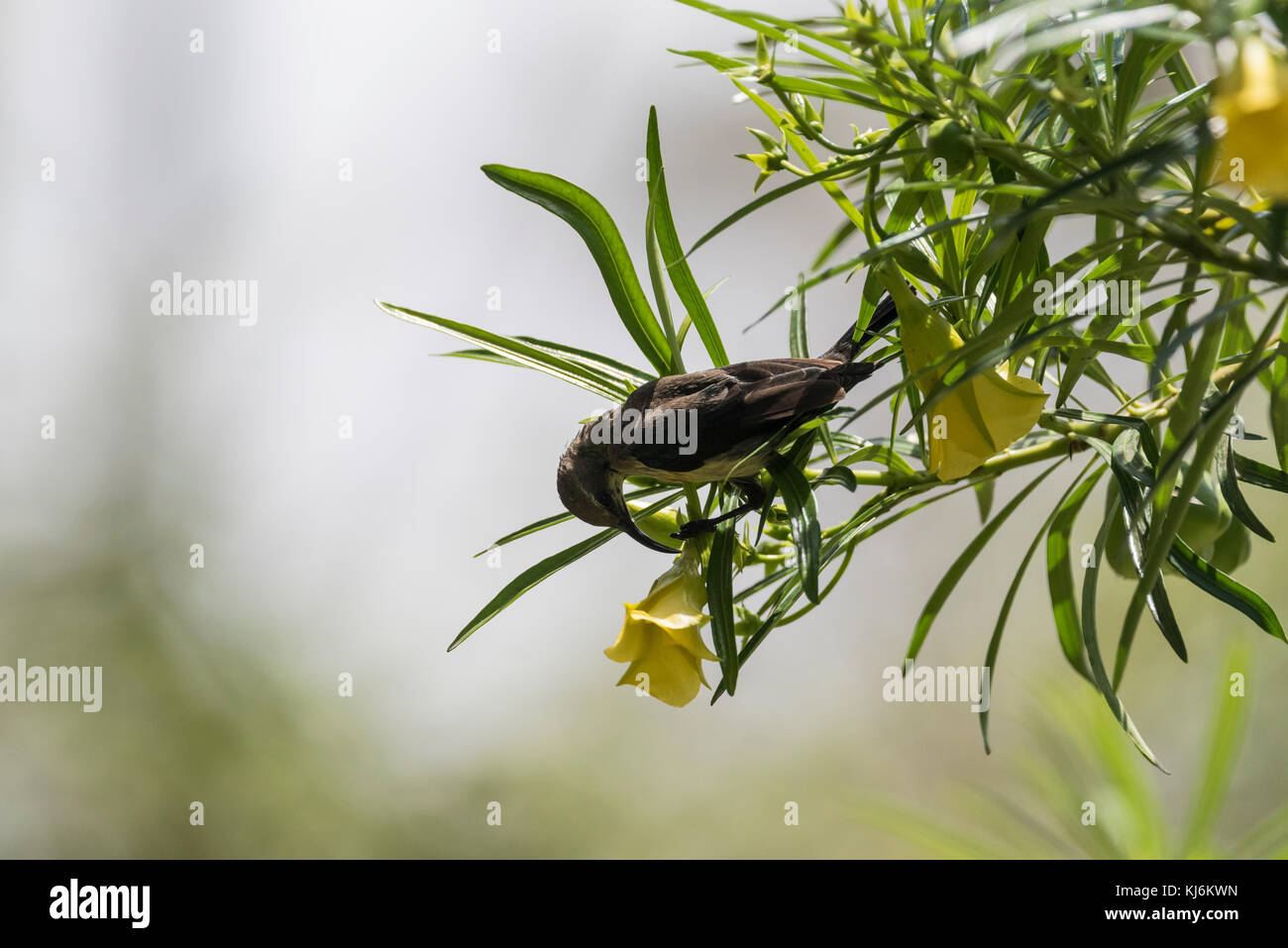 Fütterung jugendlich Schönen Sunbird (Nectarinia pulchella) Stockfoto