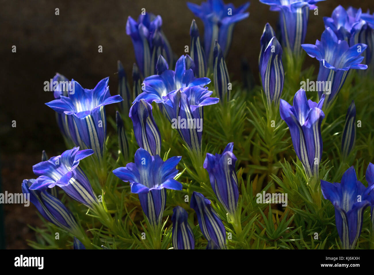 Blau blühenden Gentiana, RHS Gärten, Harlow Carr, Harrogate, North Yorkshire, England, UK. Stockfoto