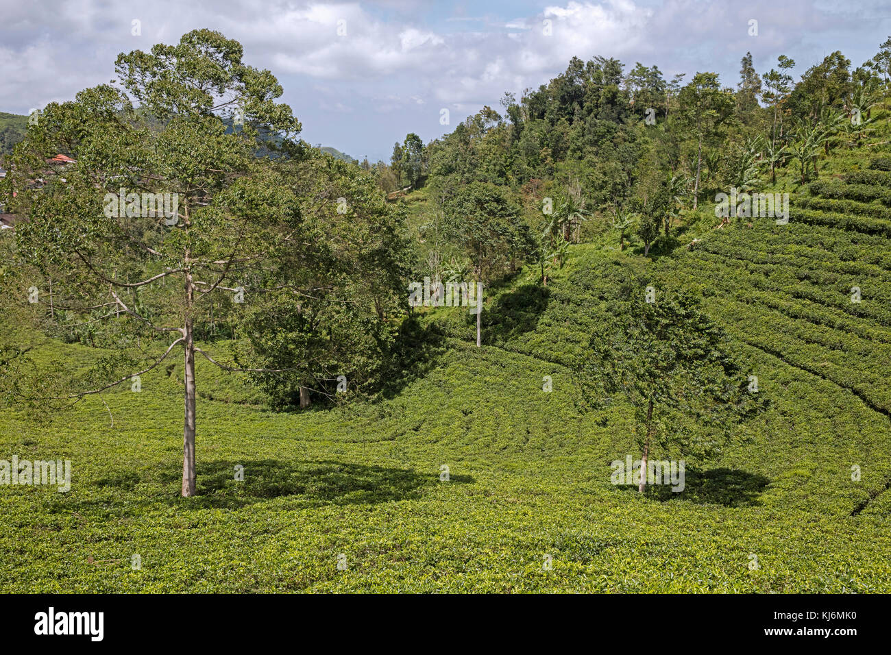 Terrassierte Teeplantagen an den Hängen des Berges Gunung lawu lawu / in der Nähe von Solo/Surakarta, Central Java, Indonesien Stockfoto