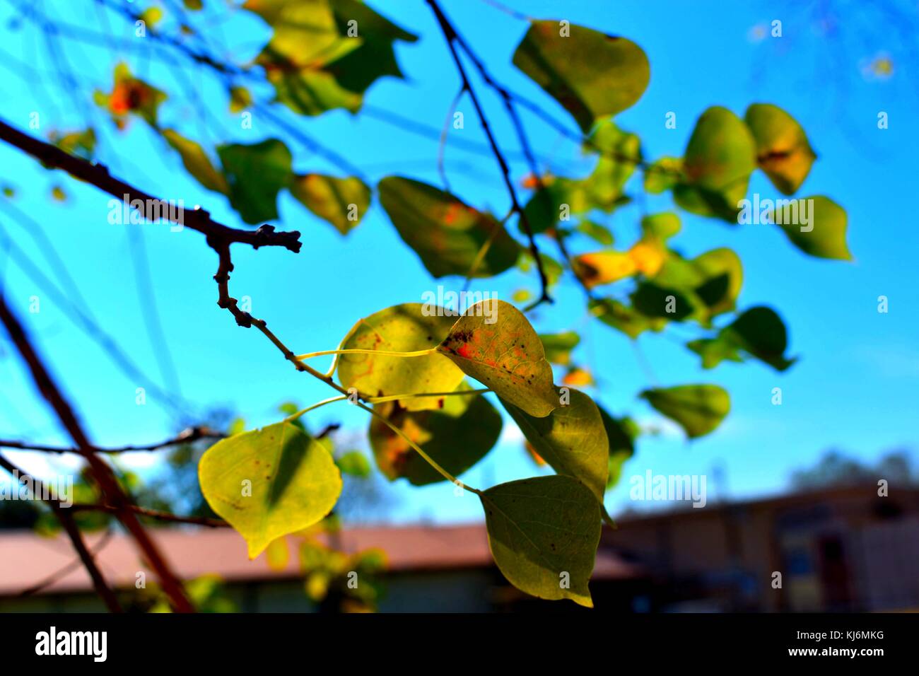 Herbstlaub mit blauem Himmel Stockfoto