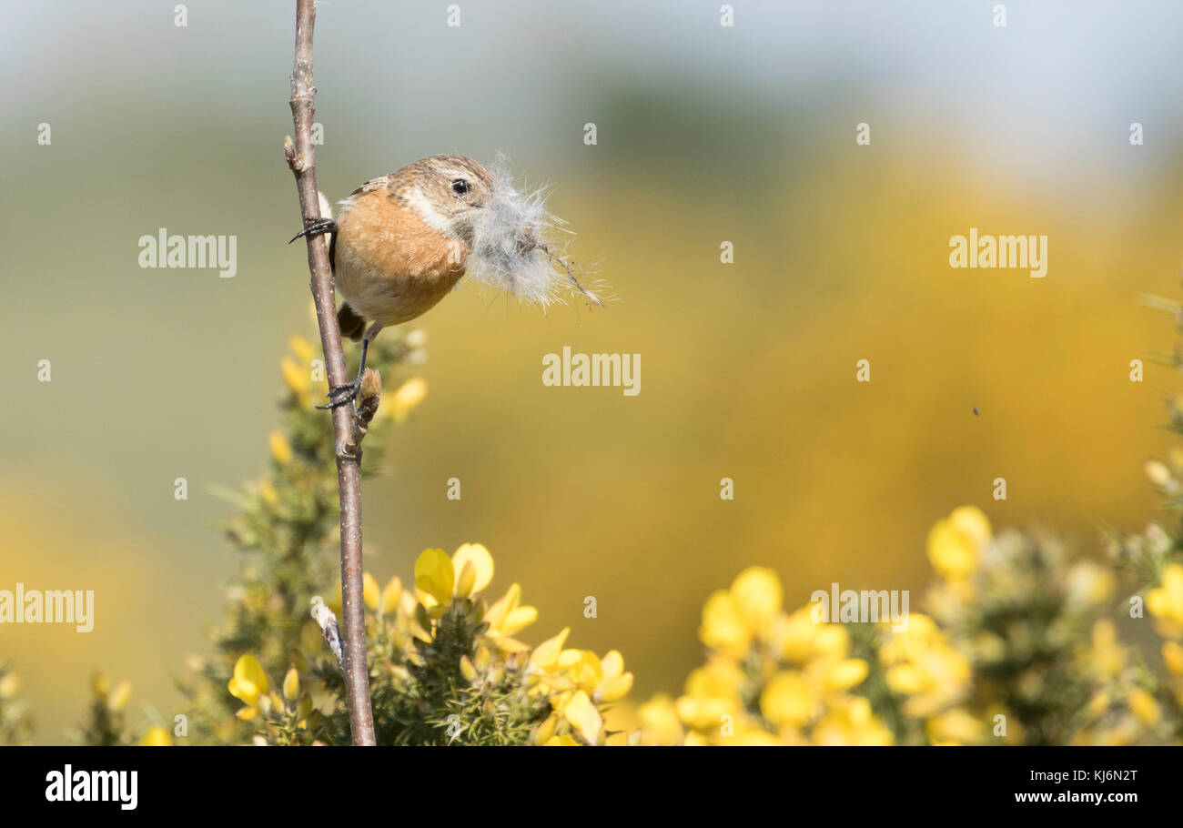 Weiblicher Stonechat baut ein Nest Stockfoto