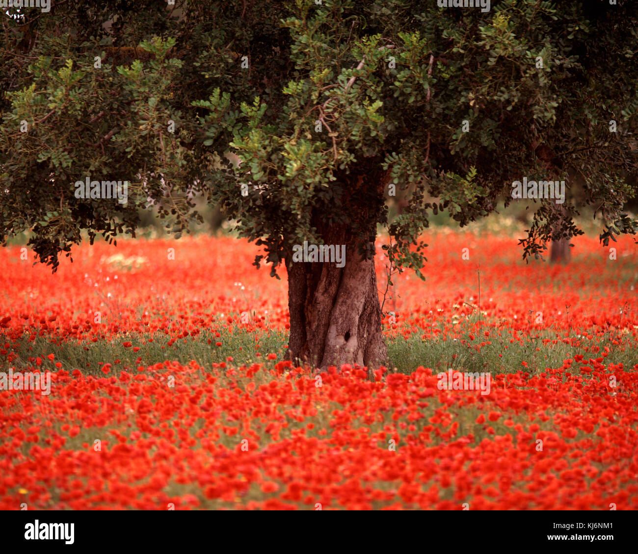 Olivenbaum in einem Mohnfeld. Stockfoto
