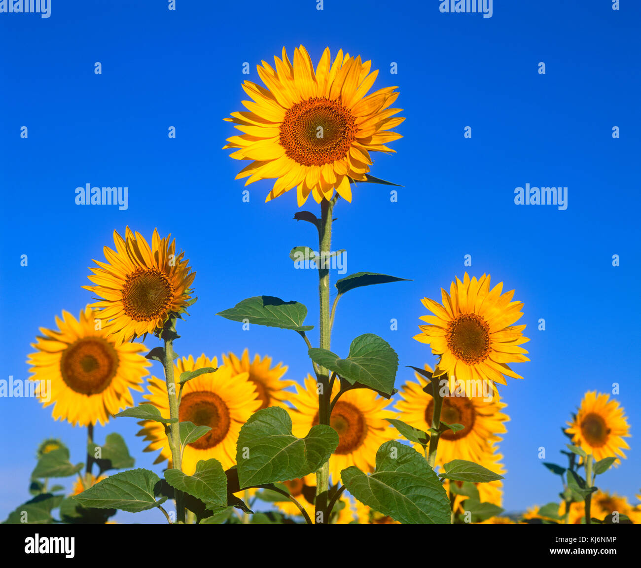 Sonnenblumen in Provence, Frankreich Stockfoto