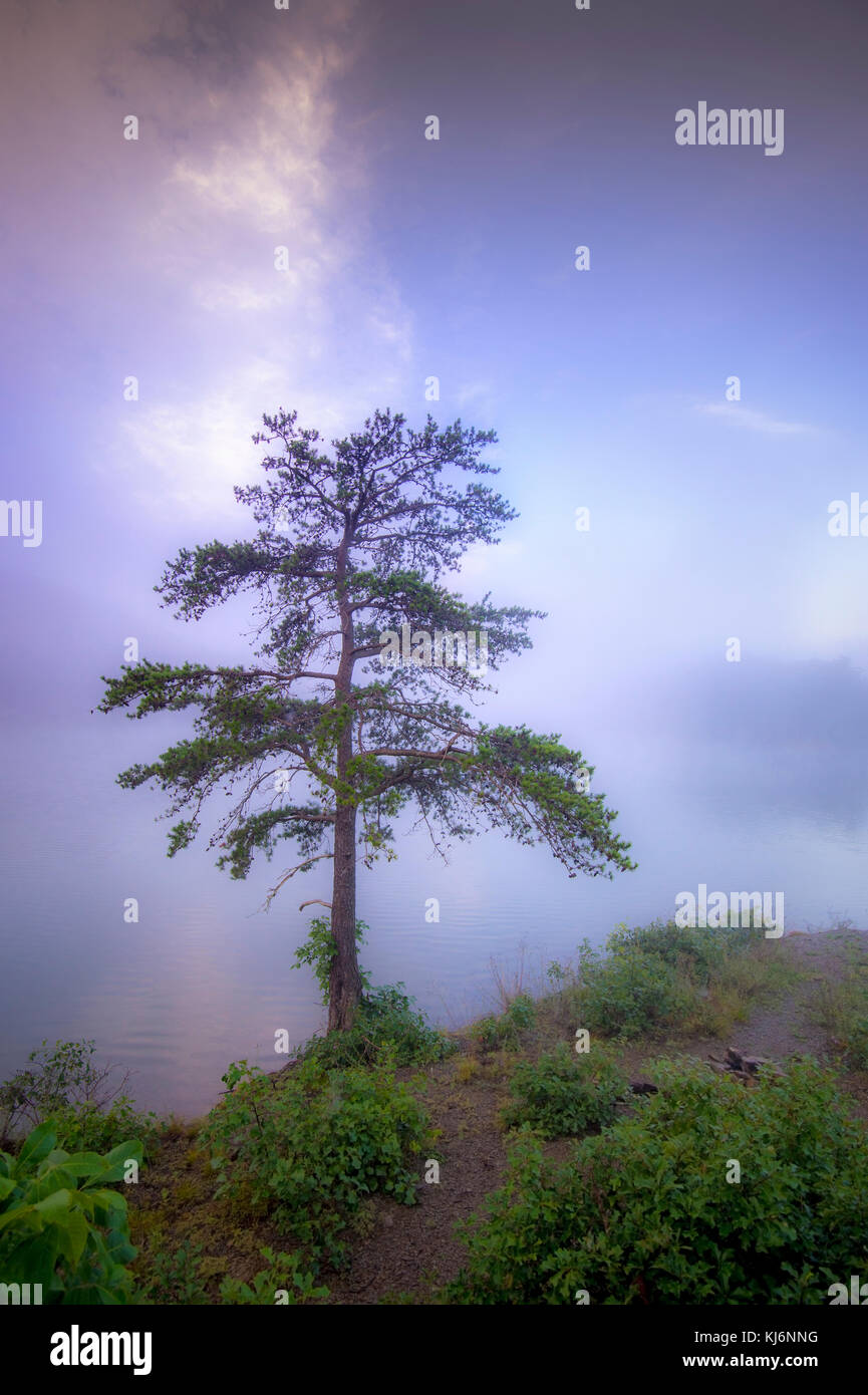 Einsamer Baum auf nebligen See Stockfoto