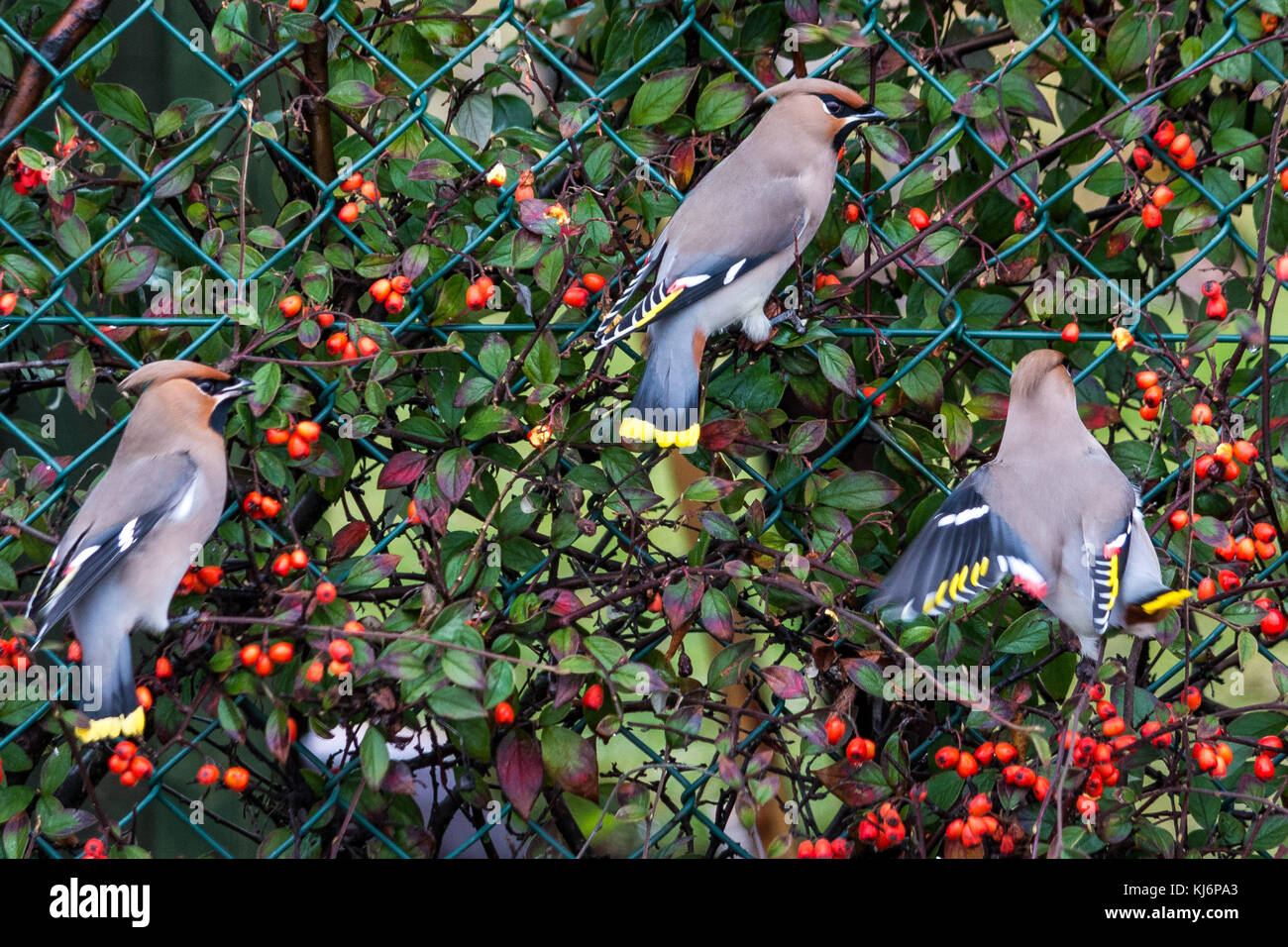 Waxwings in alness, Ross Shire, Schottland, Vereinigtes Königreich Stockfoto