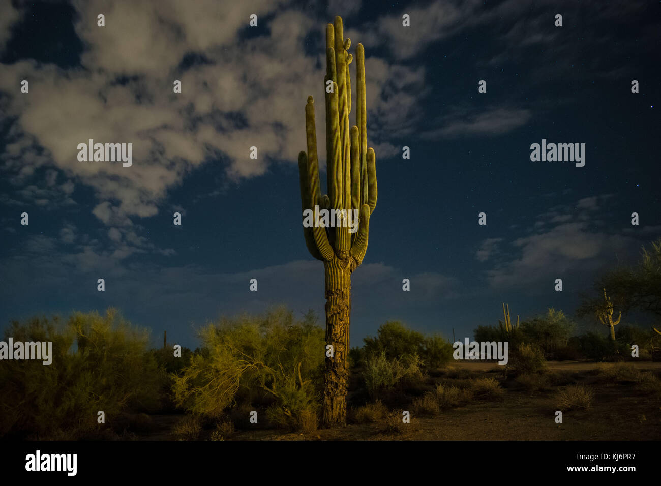 Arizona Saguaro Kaktus unter den Sternen Stockfoto