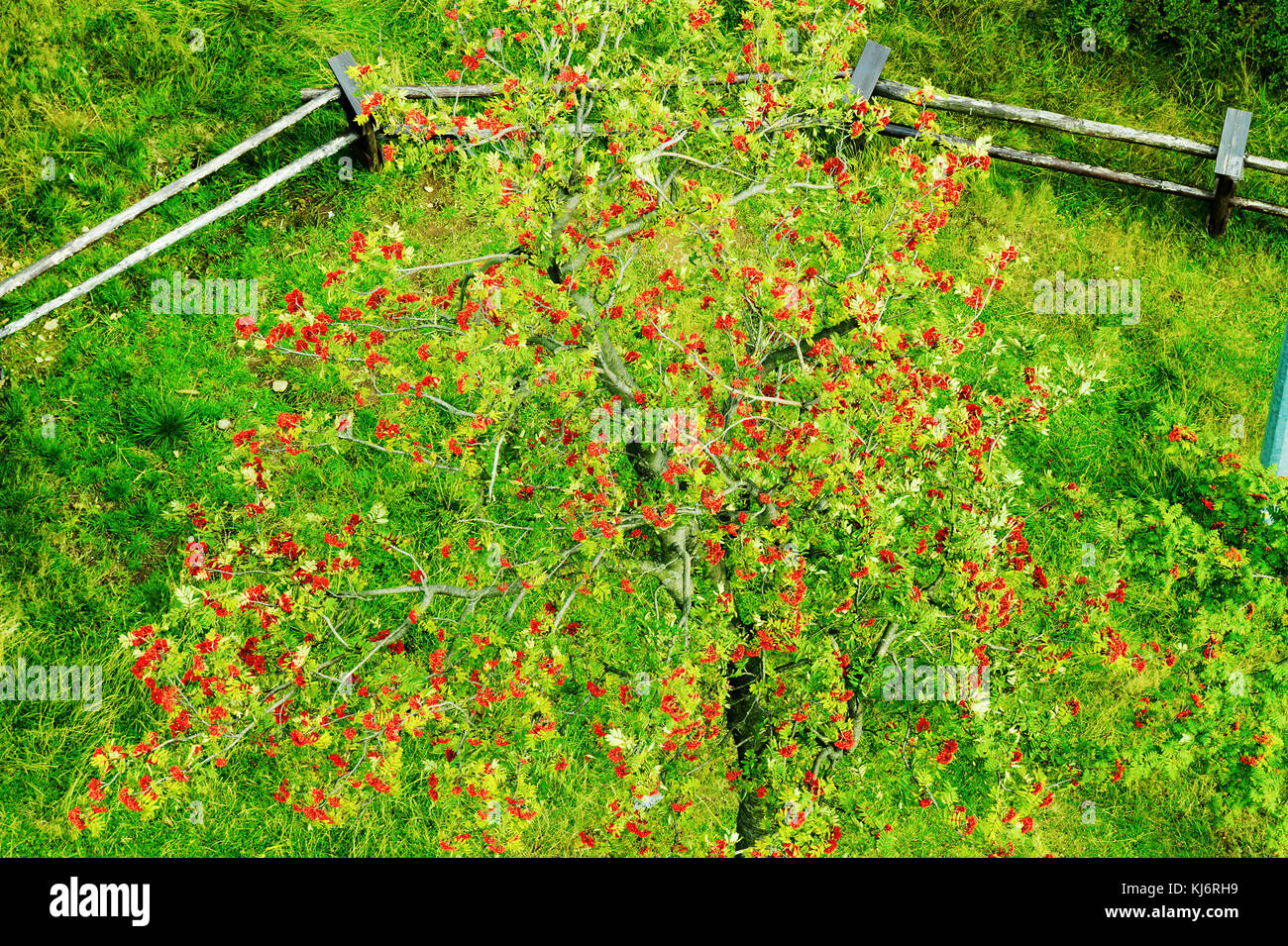 Sorbus aucuparia, Rowan oder Berg - Esche Vordach mit rote reife Früchte. Rowan Tree Krone Antenne Top View. natürliche Muster oder Hintergrund. Stockfoto