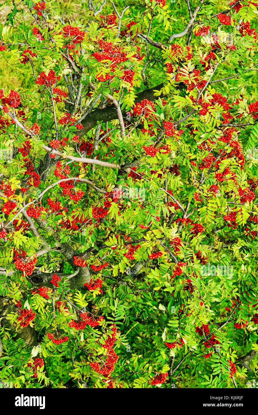 Sorbus aucuparia, Rowan oder Berg - Esche Vordach mit rote reife Früchte. Rowan Tree Krone Antenne Top View. natürliche Muster oder Hintergrund. Stockfoto