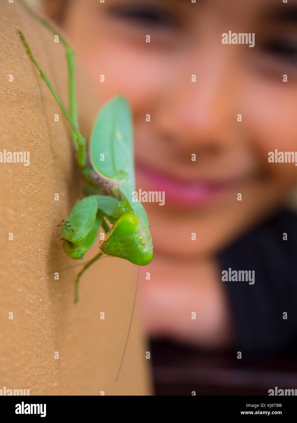 Grüne Gottesanbeterin mit lachenden Kind Stockfoto