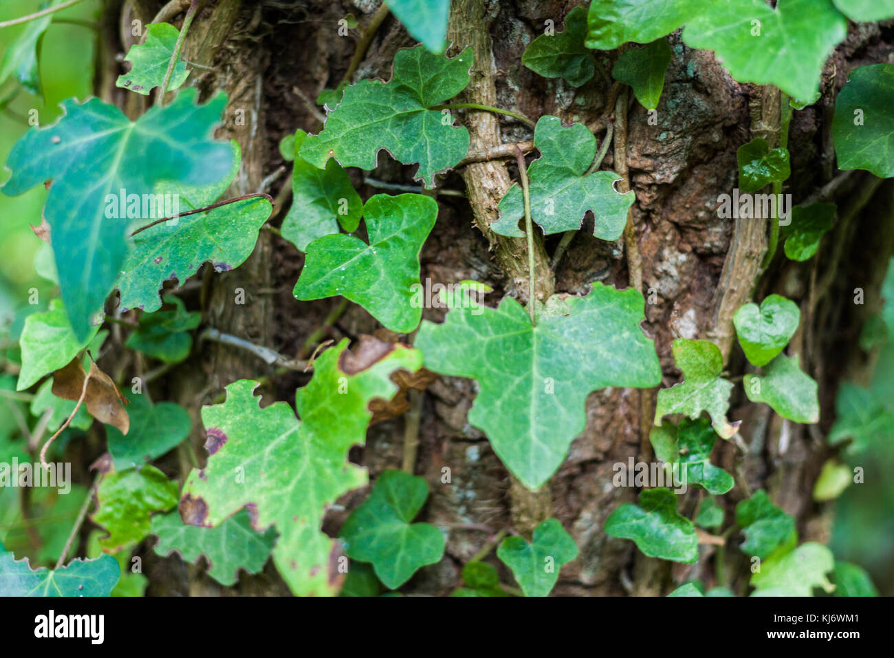 In der Nähe von Hedera helix oder gemeinsamen Efeu Blätter um Baumstamm Stockfoto