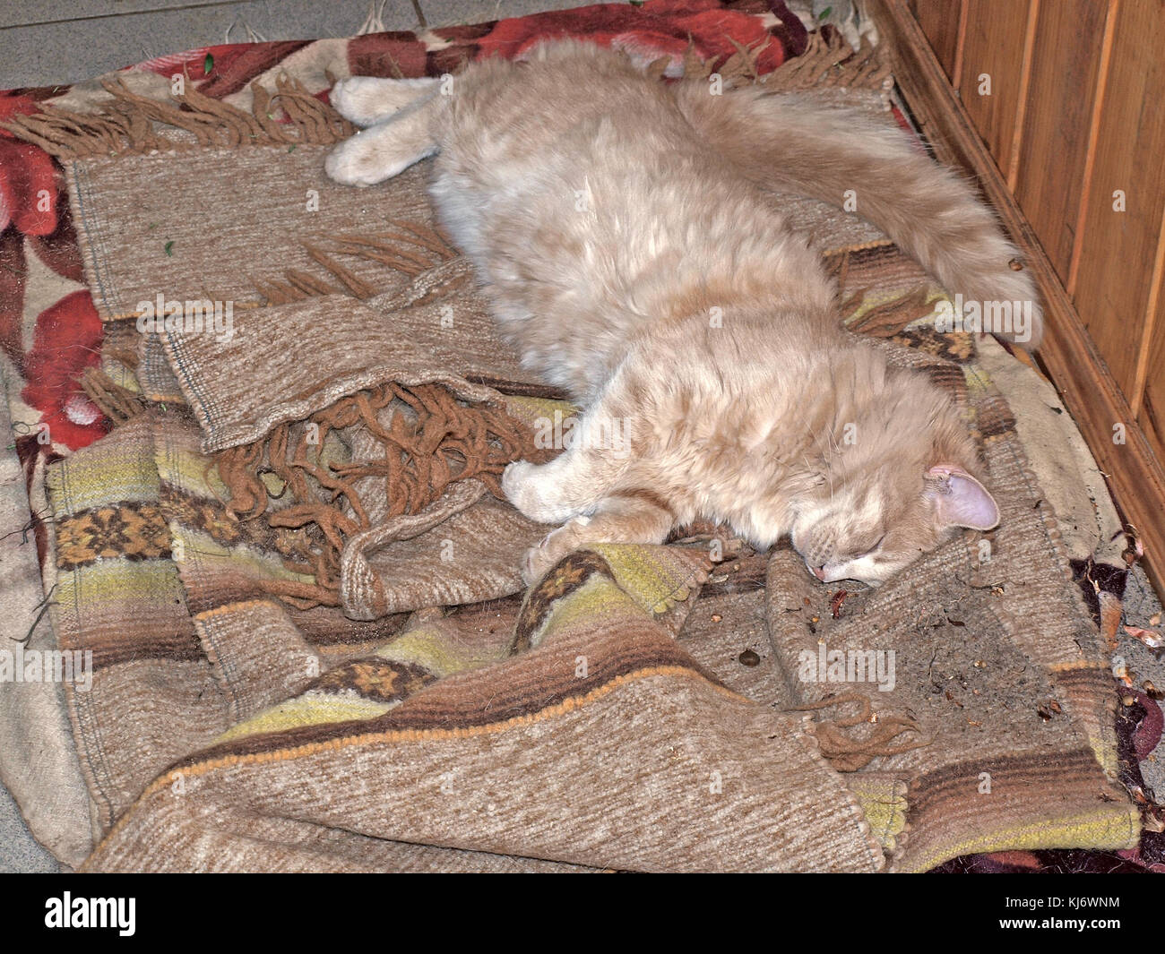 Katze schläft im Tiefschlaf auf Kleidung auf dem Boden auf. Stockfoto