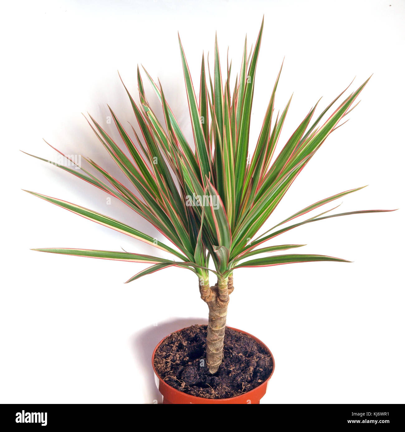 Langsam wachsenden blhenden Kbelpflanze Dracaena marginata oder rot  umrandete dracaena oder Madagaskar Drachenbaum Blumentopf schlieen bis auf  weiem Hintergrund Stockfotografie - Alamy