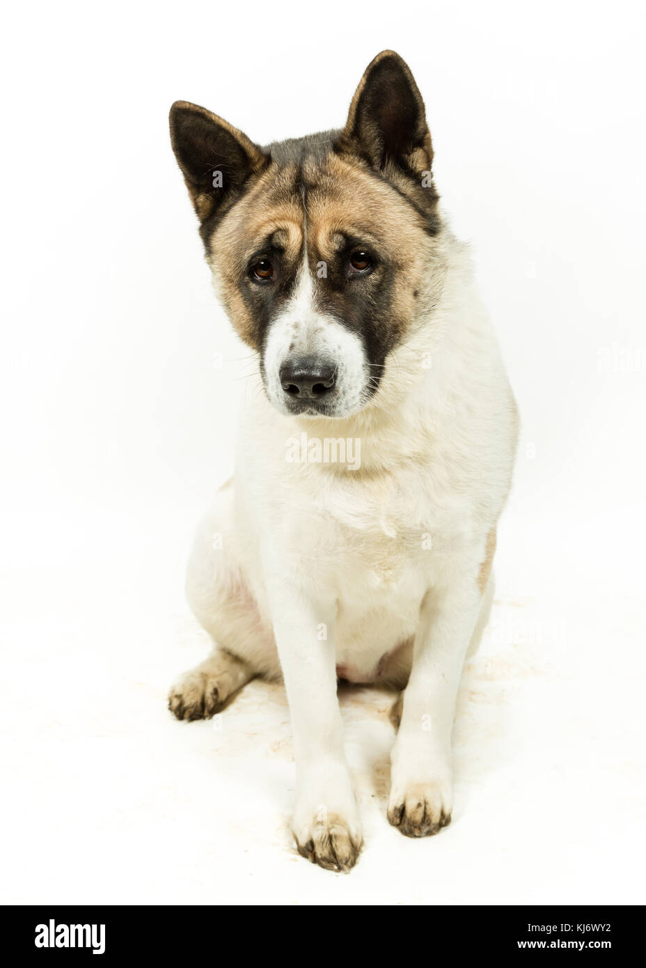 American Akita auf weißem Hintergrund Stockfoto