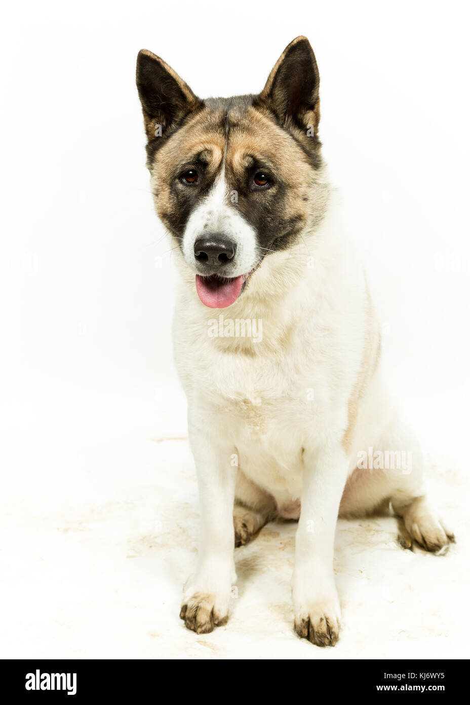 American Akita auf weißem Hintergrund Stockfoto